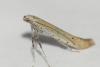 Aspilapteryx tringipennella